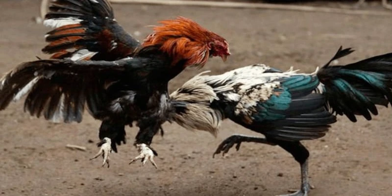 Đá gà C2 là trò chơi gì?
