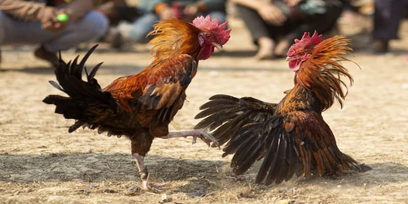 Đá gà Thomo cực đỉnh