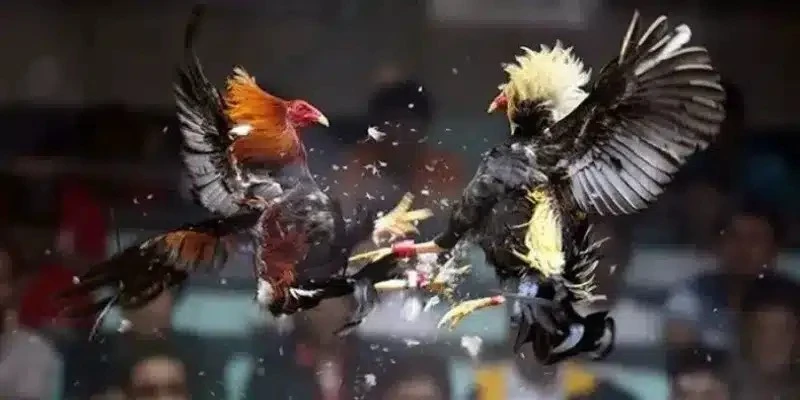 Sơ lược về đá gà Thomo